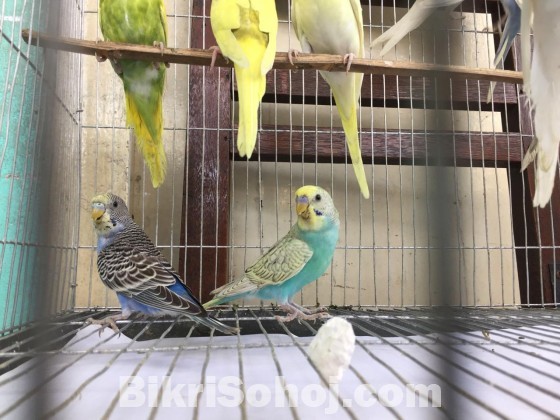 Budgerigar